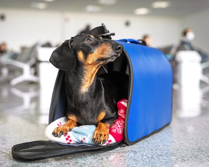 travelling-with-pets